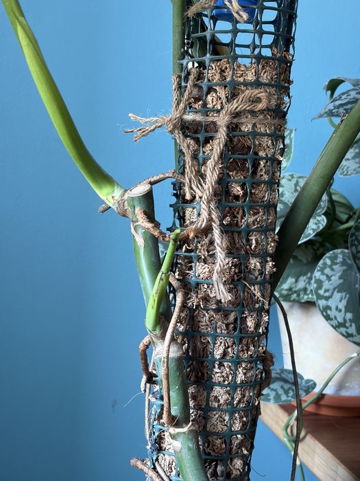 Monstera Roślina Doniczka kwiatek doniczkowy