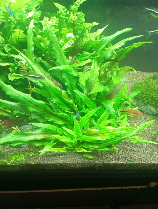 Plantas Aquario Pack