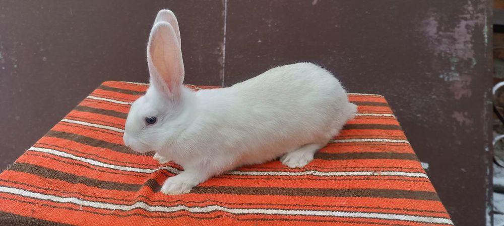 Кролики, кролі, кролиці, кроленята