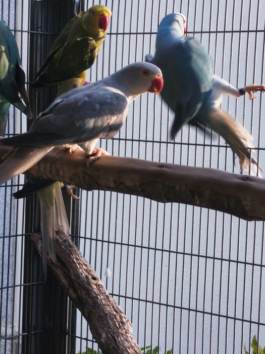 Ring Necks Sexados prontos a criar