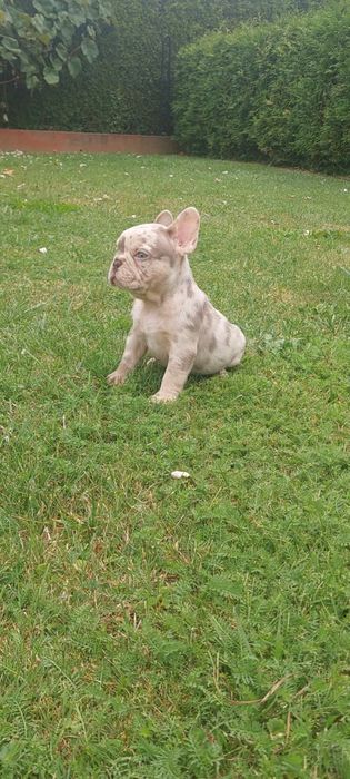 Piesek Buldog Francuski