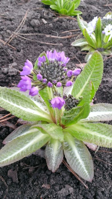 Примула  дрібнозубчата ( Пон Пон)