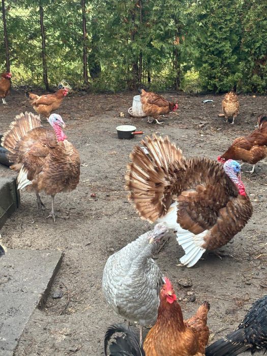 Indyki indyczki staropolskie