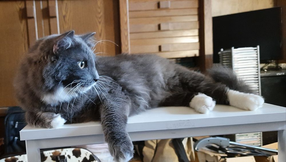 Отдам молодого кота