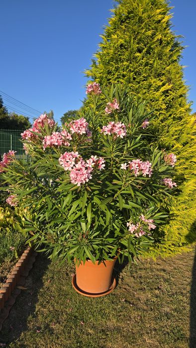 Oleander w doniczce 150 cm