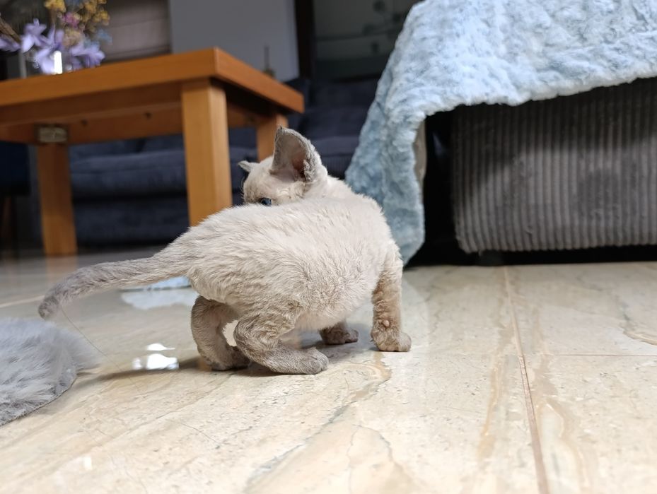 Kocurek Devon rex point rodowód FPL