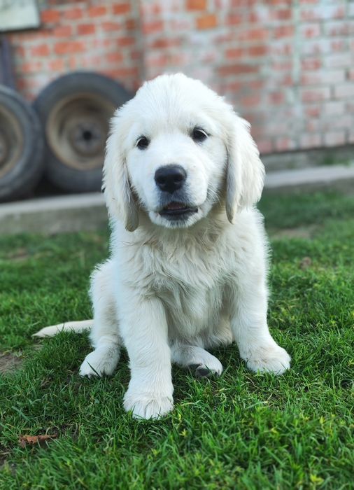 Золотистий ретривер цуценята golden retriever