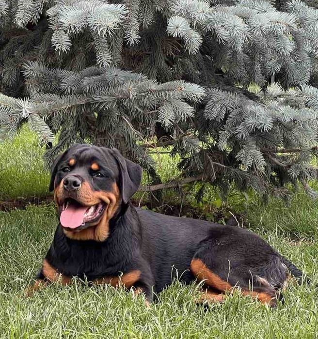 Цуценята ротвейлера шукають новий дім.