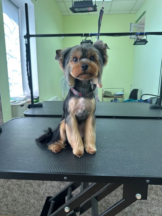 Грумінг собак,Кропивницький