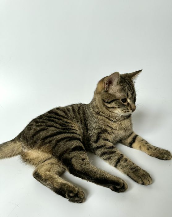 Кот котенок 5 месяцев без глаза