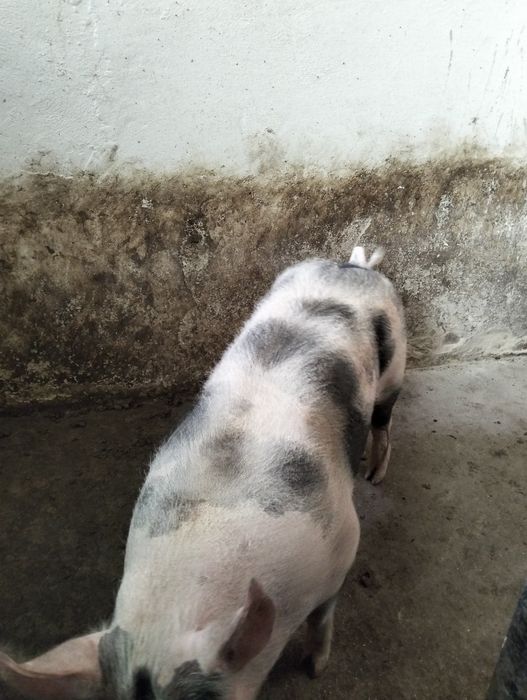 Vendo      porco