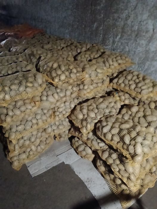 Ziemniaki jadalne Queen Anna , Ignacy