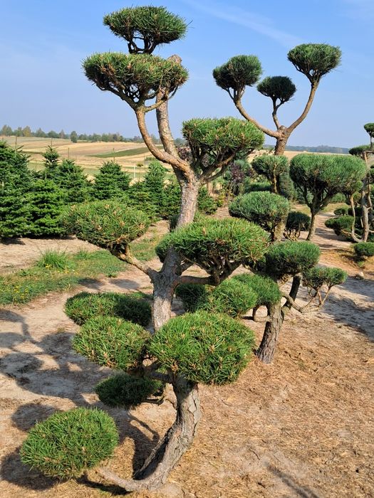 Bonsai, szczepy i choinki