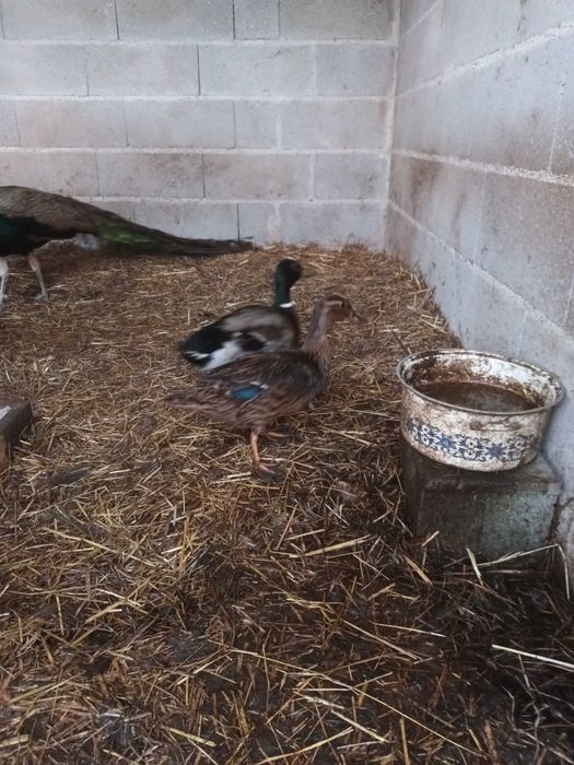 Patos  mansos casal