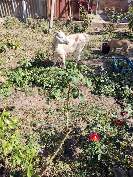 Продам англо-нубийскую козу