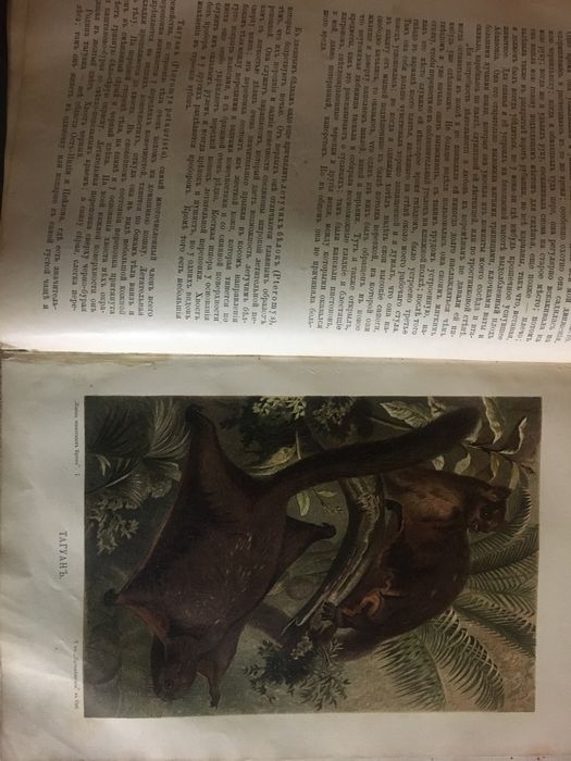 Книги жизнь животных  Брема .