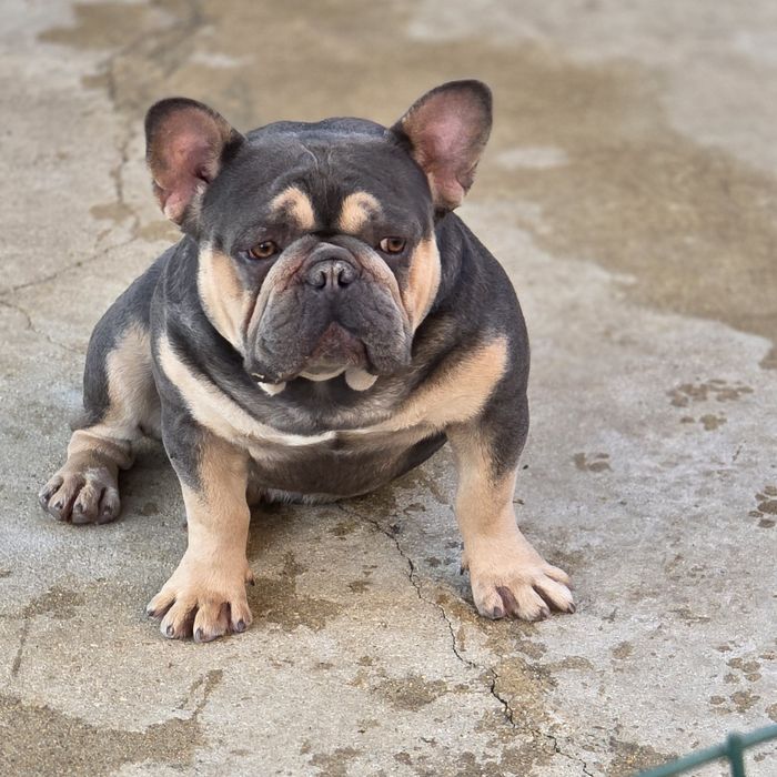 Bulldog francês  lilac and tan, otima genetica