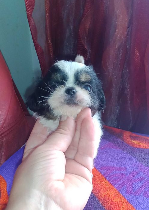 Shih-tzu com LOP