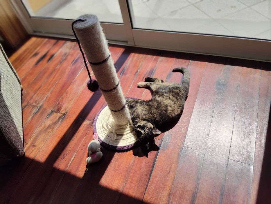 Gatinha tartaruga para adopção