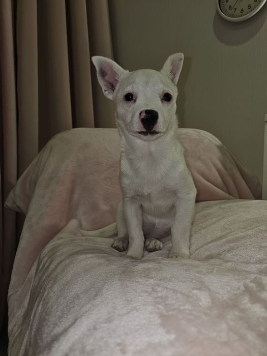 Девочка беленькая маленькая