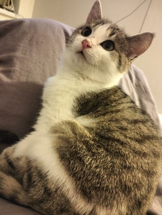 Котик хлопчик шукає дім