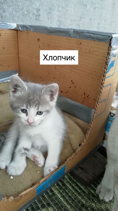 Шукаю родину для кошенят