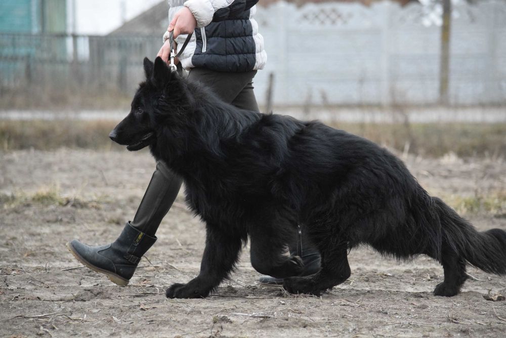 Чорний довгошерстний кобель  Німецької вічарки