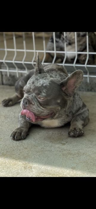 Bulldog Francês menino pais nas fotos