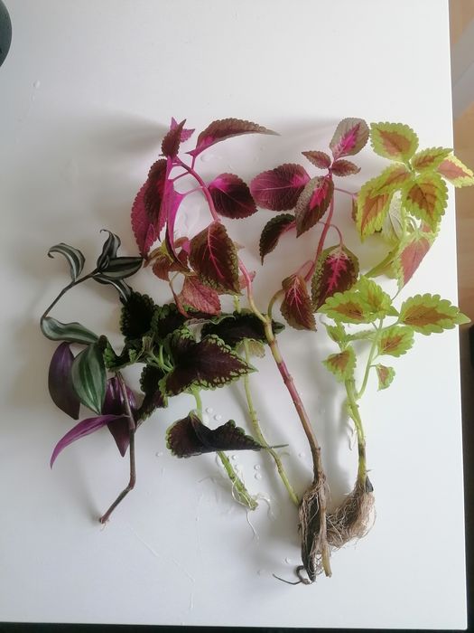 Szczepki koleusów i trzykrotki