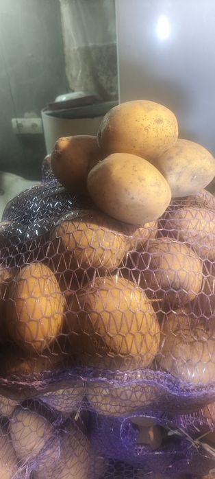 Картопля домашня