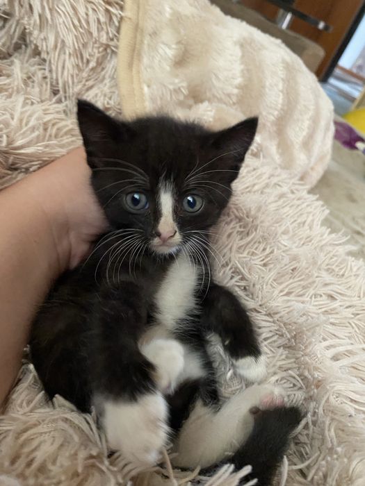 Подарую кицю