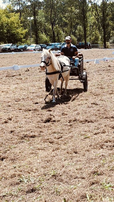 Pônei Isabel 7 feitos
