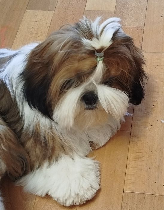 Цуценя ши-тцу shih-tzu