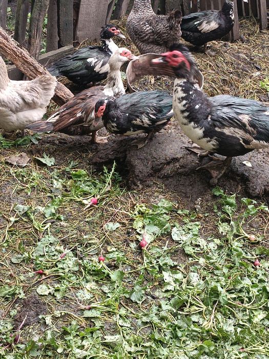 Качки 5штук  1 качур