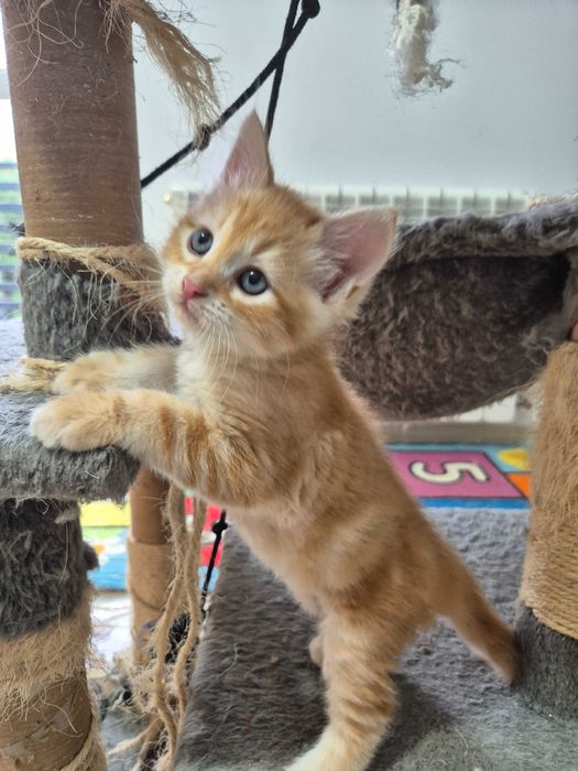 Kocurek Syberyjski OLO rodowód FIFE FPL