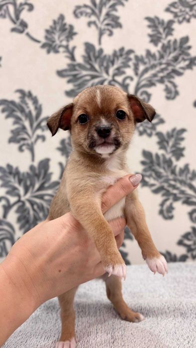 Продам хлопчика в добрі та хороші руки