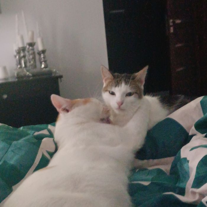 Dorosłe rodzeństwo do adopcji Fox i Florka