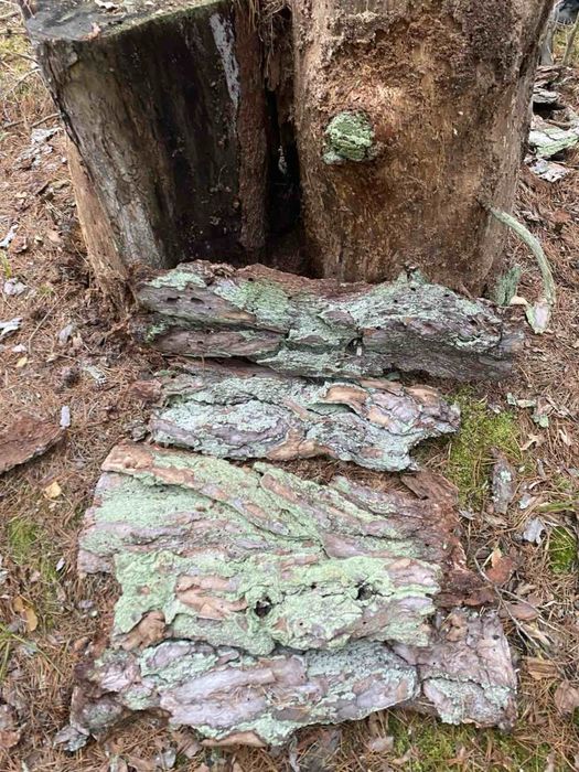 Кора соснова вкрита мохом