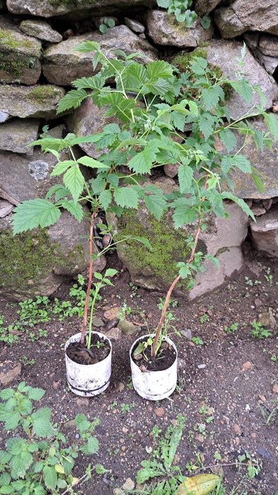 Pés framboesas vermelhas