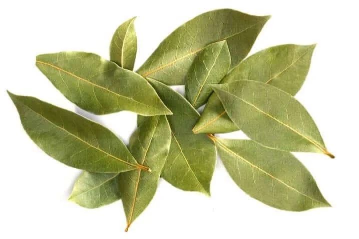 Louro 100% natural