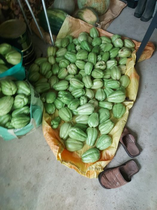 100 kg de chuchus caseiros biogicos legume muito bom para a saúde