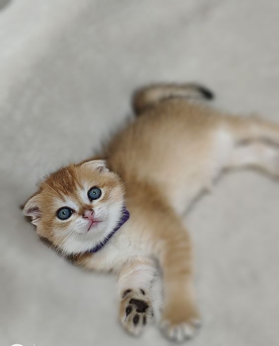 Шотландські кошенята