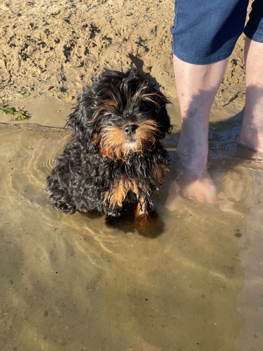 Shihpoo  pudel red toy i shih tzu