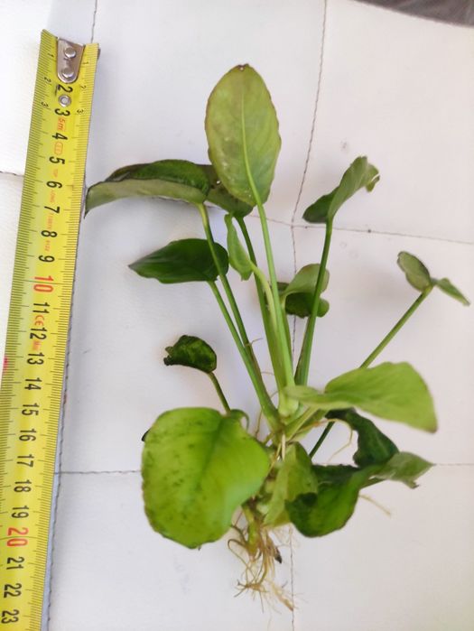 Sprzedam Anubiasa Giganta