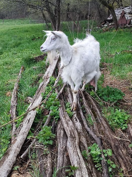 Продам дві кози...