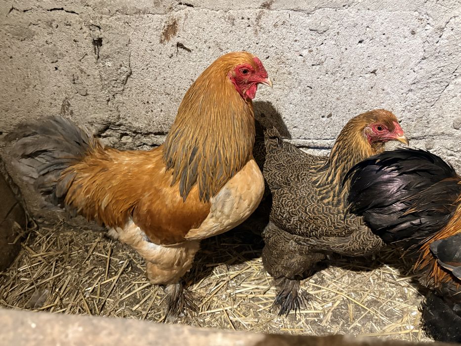 Brahmy miniaturowe para