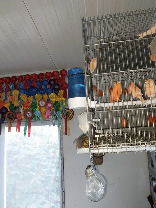 Cedo canarios vermelhos e lizards, aves de 2023 e 2024