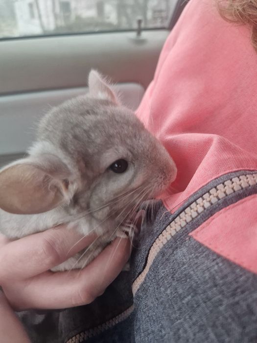 Witam sprzedam шиншила szynszyl chinchilla barwy beżowej. Szylek młody