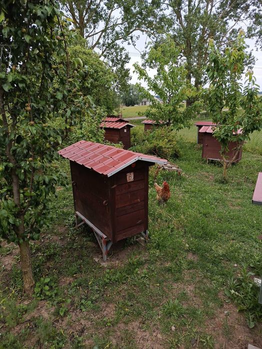 Miód Naturalny z własnej pasieki