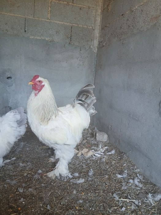 Galo brahma light azul 1 ano